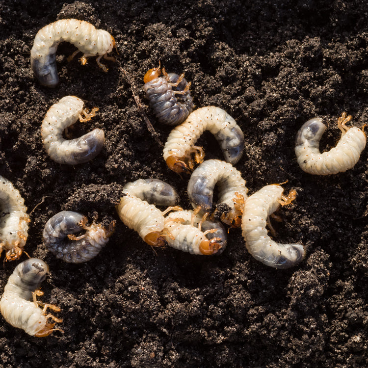 Image cover for collection Larva del maggiolino