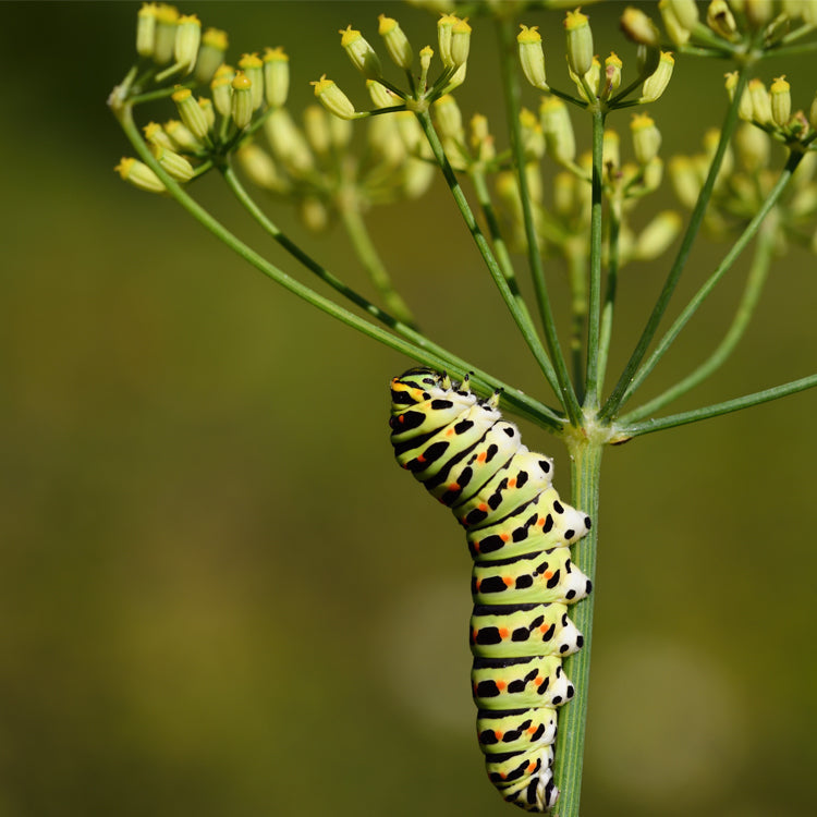Image cover for collection Larva dei lepidotteri