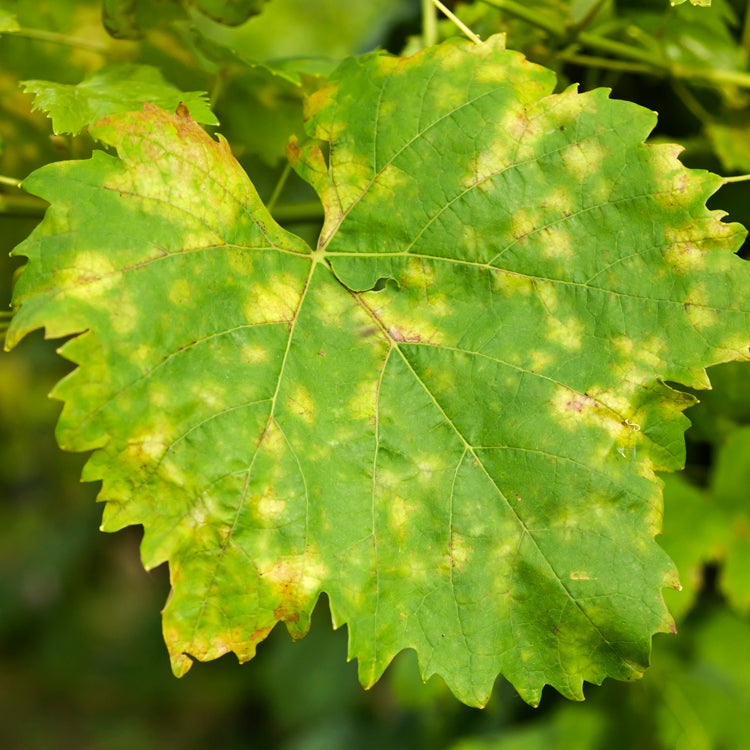Image cover for collection peronospora