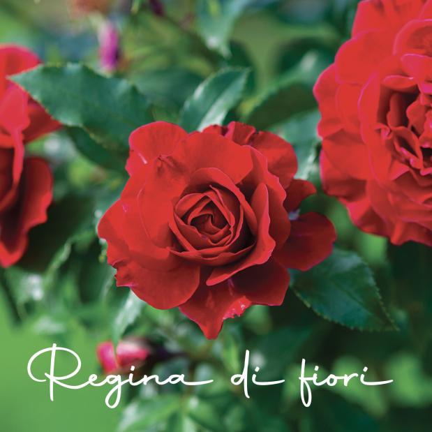 Regina di fiori - kit prodotti