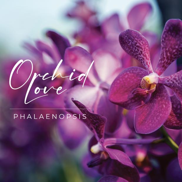 Orchid love phalaenopsis - kit prodotti