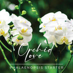 Orchid love phalaenopsis starter - kit prodotti