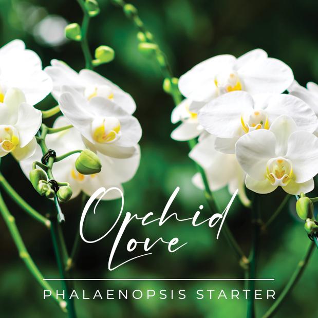 Orchid love phalaenopsis starter - kit prodotti