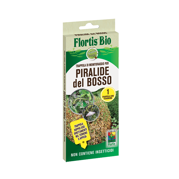trappola piralide bosso con feromone