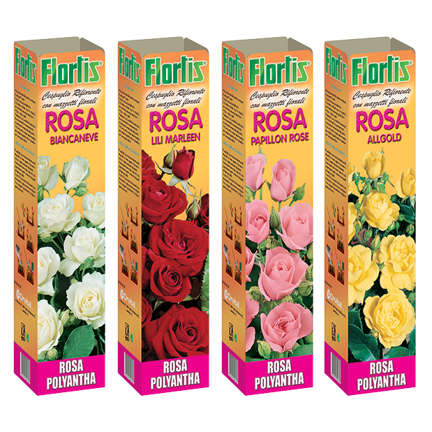 ROSE POLYANTHA MIX