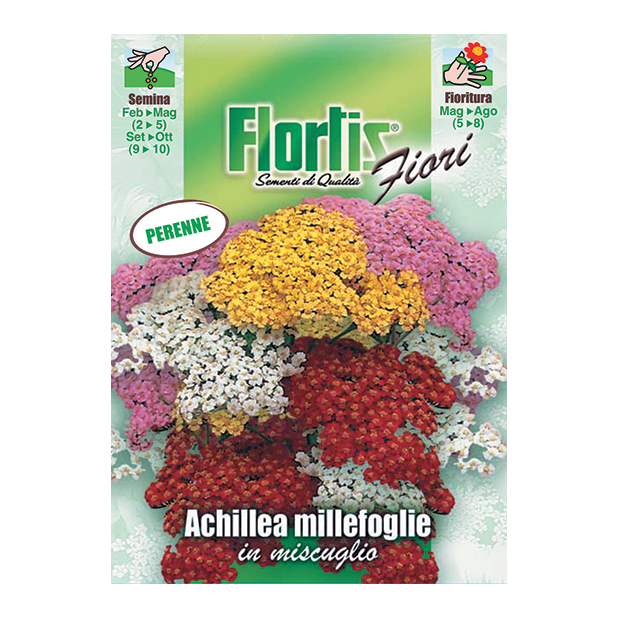 ACHILLEA MILLEFOGLIE