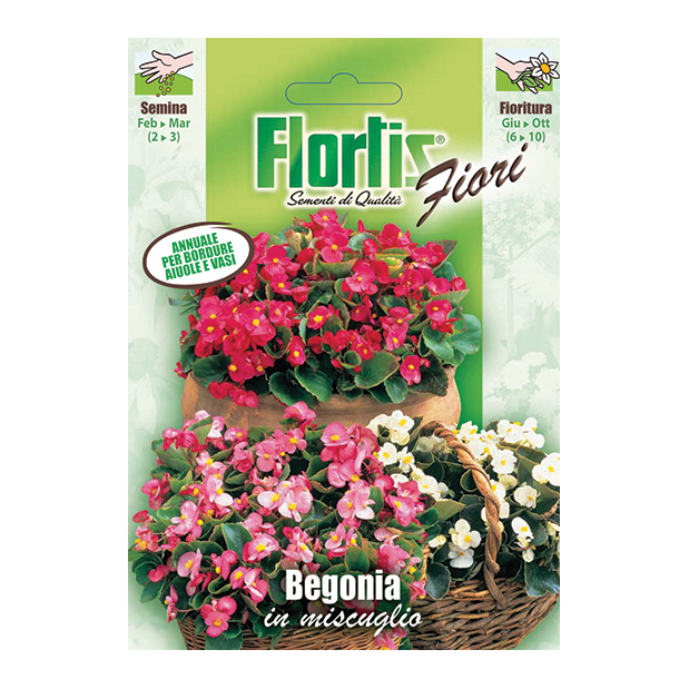 BEGONIA in miscuglio