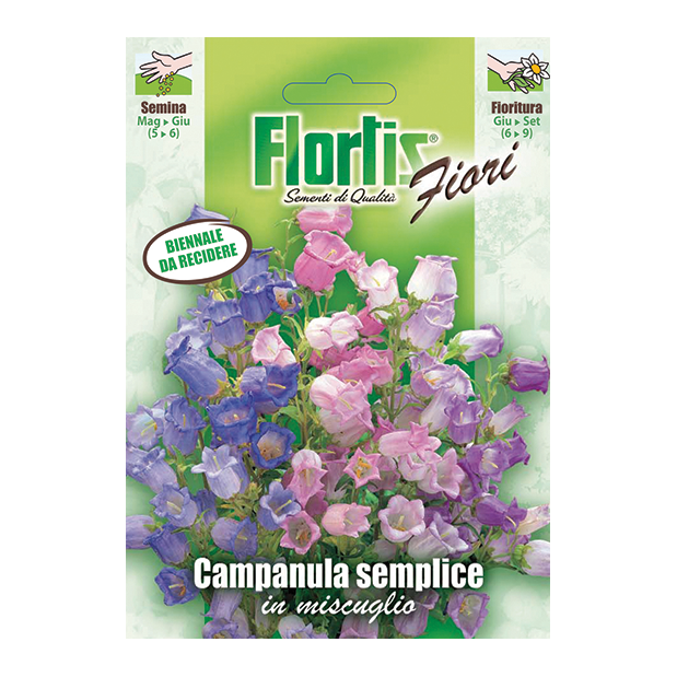 CAMPANULA SEMPLICE in miscuglio