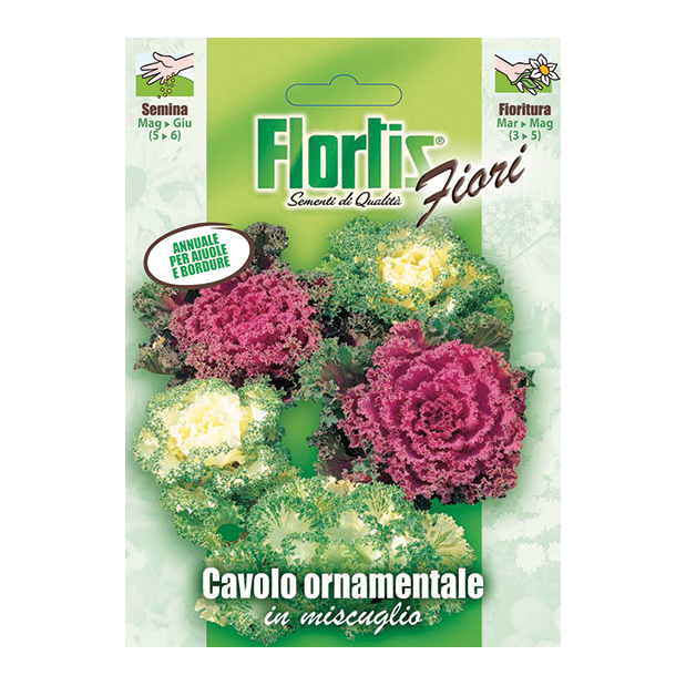 CAVOLO ORNAMENTALE in miscuglio