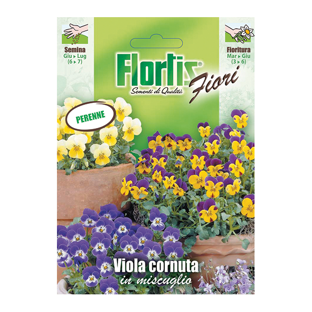 VIOLA CORNUTA in miscuglio