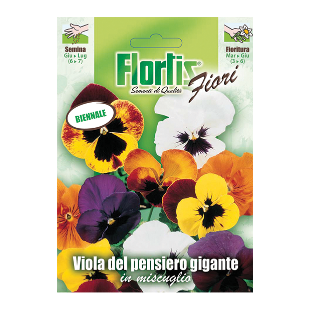 VIOLA PENSIERO GIGANTE in miscuglio