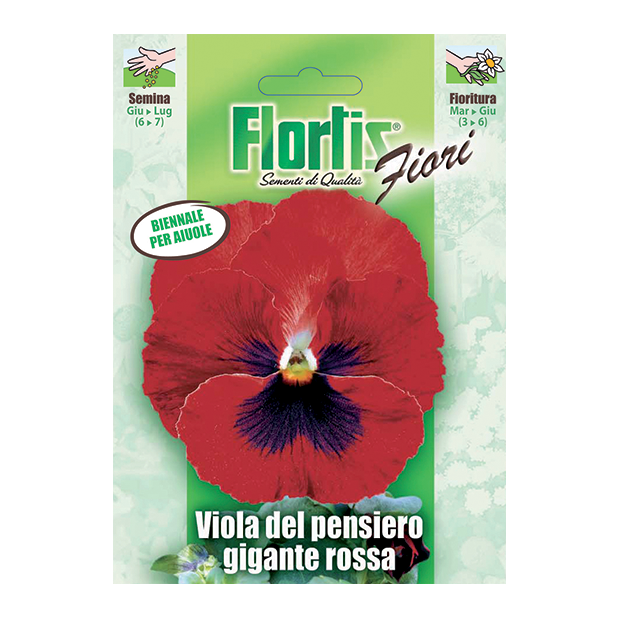 VIOLA PENSIERO GIGANTE ROSSA