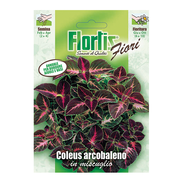COLEUS ARCOBALENO in miscuglio