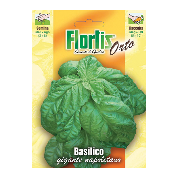 BASILICO gigante napoletano