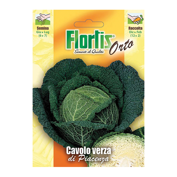CAVOLO VERZA di Piacenza