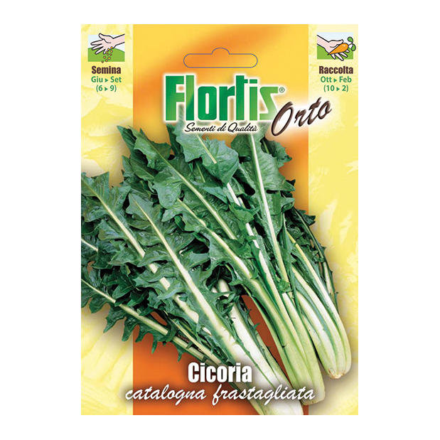 CICORIA catalogna frastagliata