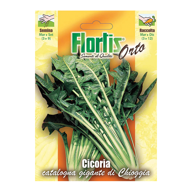CICORIA CATALOGNA di Chioggia