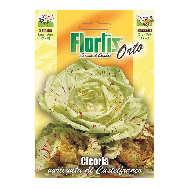 CICORIA variegata di Castelfranco