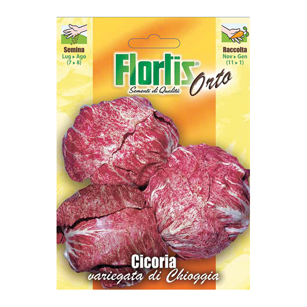 CICORIA variegata di Chioggia