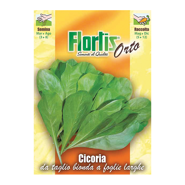 CICORIA BIONDA