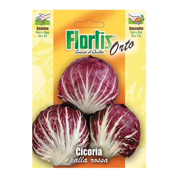 CICORIA palla rossa