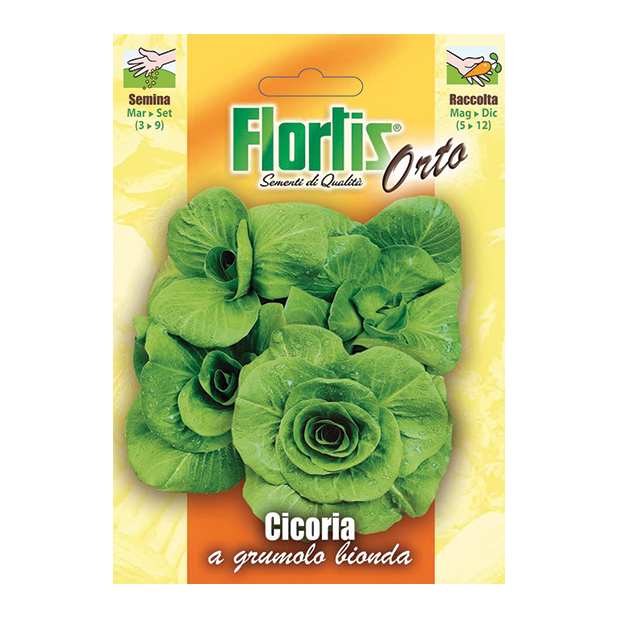 CICORIA a grumolo bionda