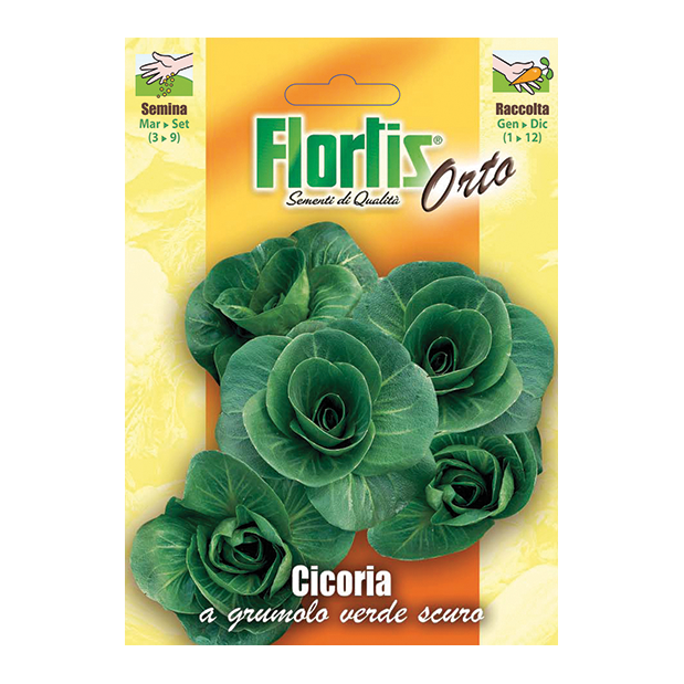 CICORIA a grumolo verde scuro