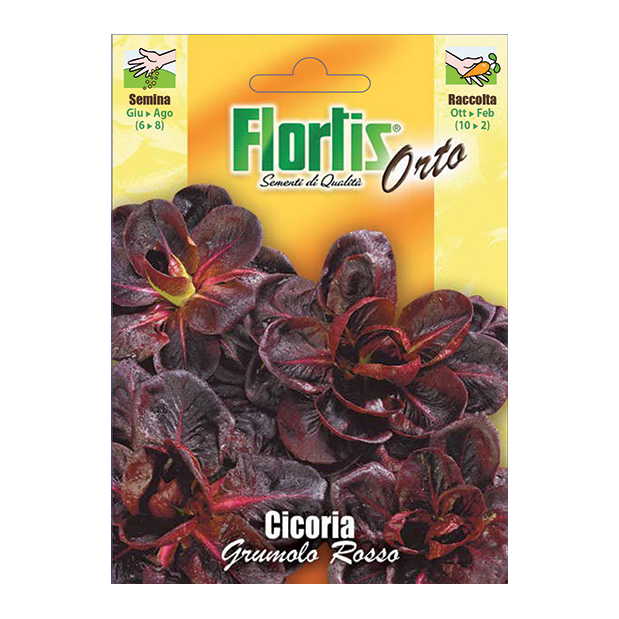 CICORIA a grumolo rosso