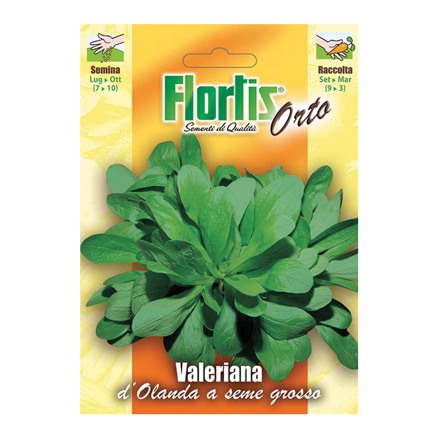 VALERIANA d'Olanda