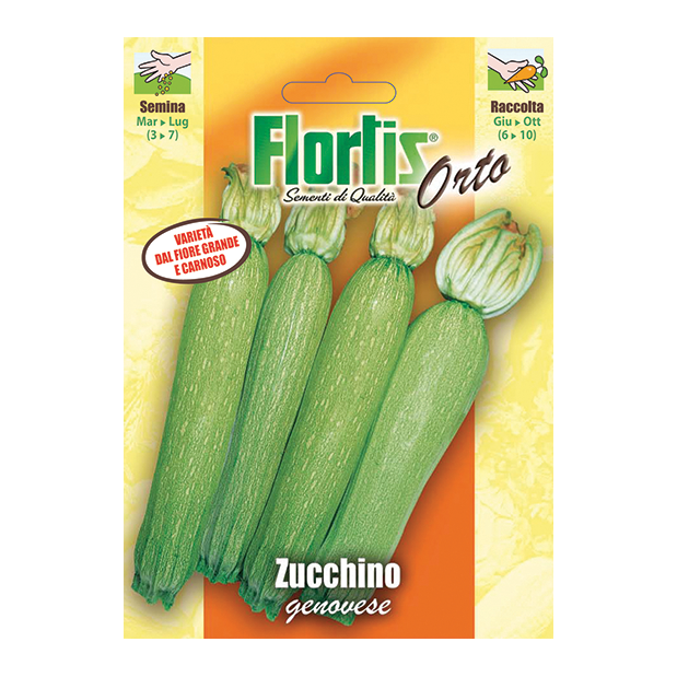 ZUCCHINO