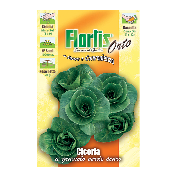 CICORIA GRUMOLO VERDE