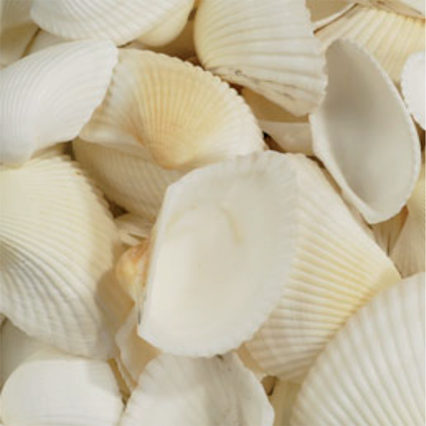 CONCHIGLIE