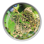 TRAPPOLA PER POPILLIA JAPONICA