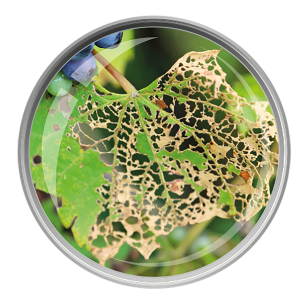 TRAPPOLA PER POPILLIA JAPONICA
