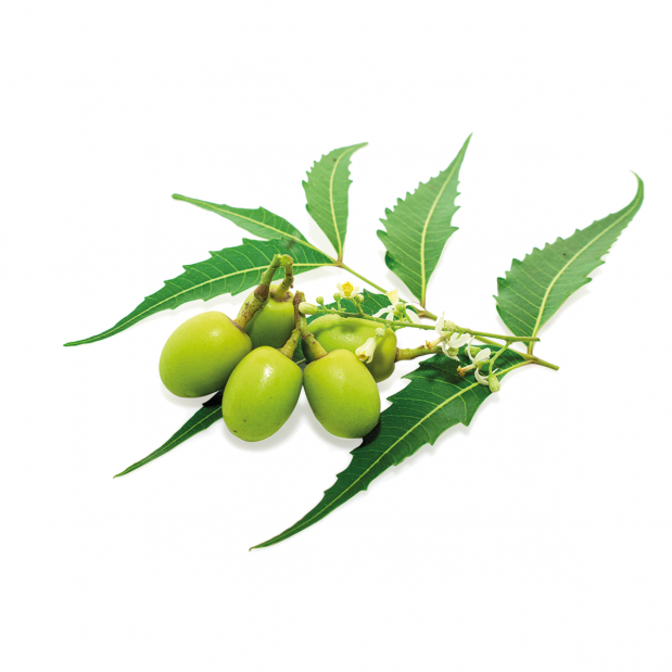 NEEM + ORTICA RTU