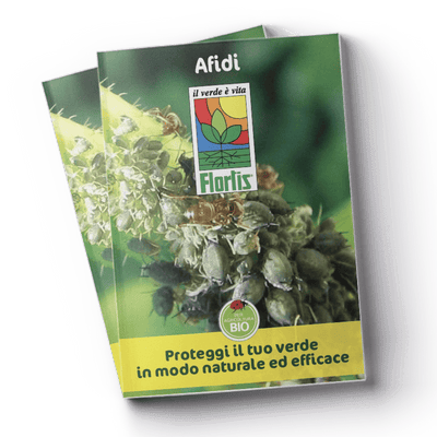Leaflet Afidi (7 MB)