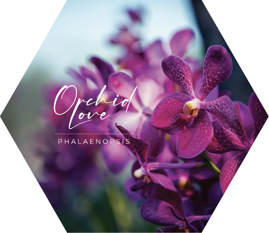 Orchidea