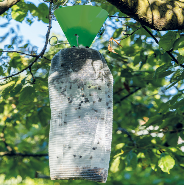 TRAPPOLA PER POPILLIA JAPONICA